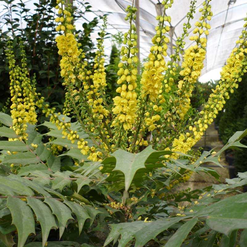 Mahonia Media »Charyti»