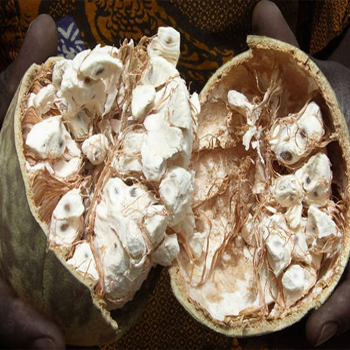 Baobab Fruits