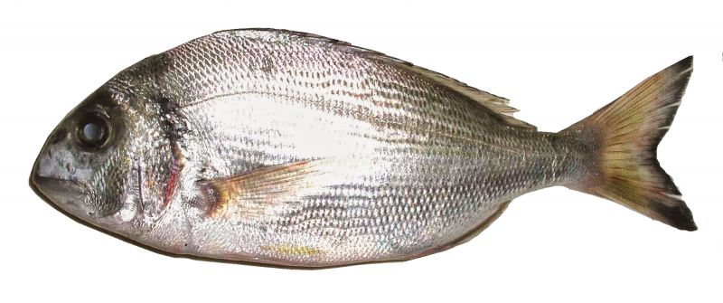 frischer Fisch - Brasse