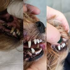 Evcil Hayvanlar icin Agiz ve Dis Sagligi