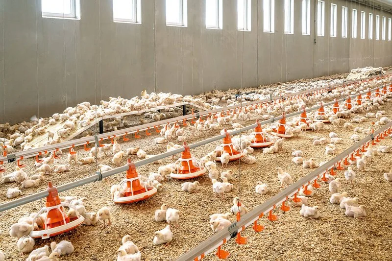 La production de poulets de chair