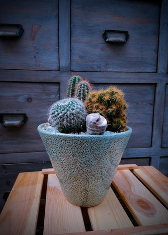 Композиция MY LITTLE GREEN Cactus