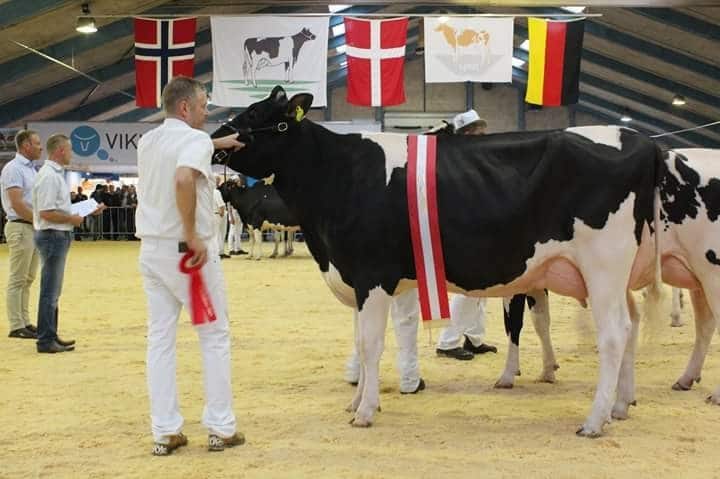 holstein cinsi inek  