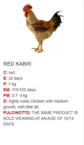 red kabir  chicken and rooster