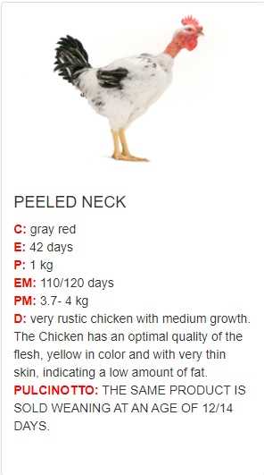 PEELED NECK  CHICKENS AND CHICKS 