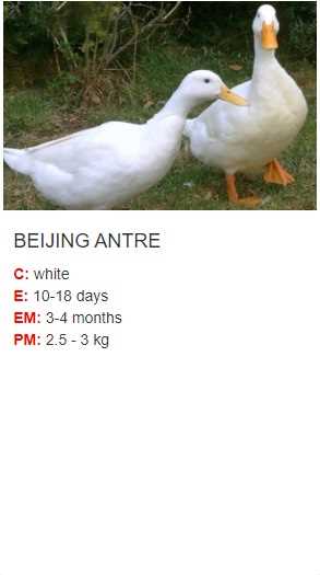 Beijing duck ( anatidi )
