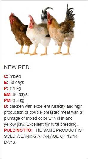 الدجاج الأحمر الجديد