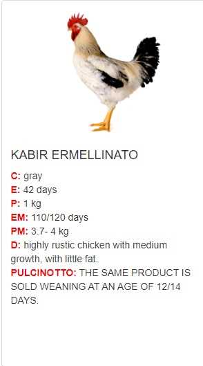 Kabir ermellinato pollo y gallo