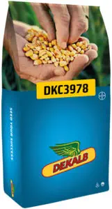 Medium early corn seed DKC3978