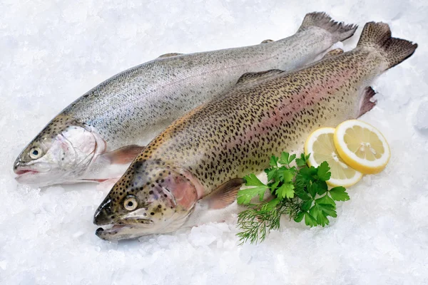 depositphotos_35599783-stock-photo-rainbow-trout-on-ice.jpg