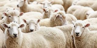 Exportaciones de ovejas y corderos