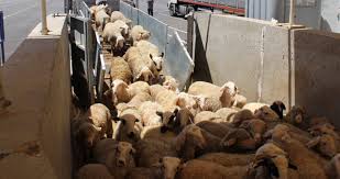 Export of sheep and lambs