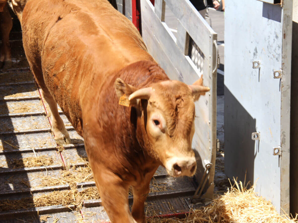 Live Cattle sale