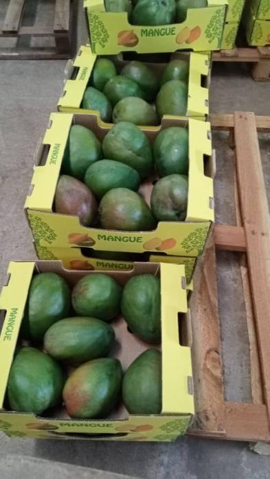 Mango Ecologıca Variadad Amelıe