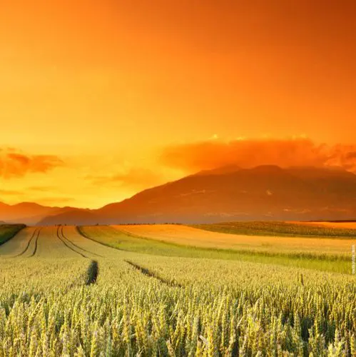 Medium early durum wheat seed DAKOTANA