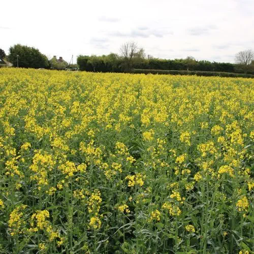 Medium early rape seed MIRANOS