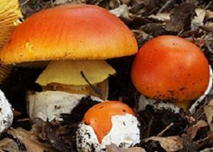 Caesars Mushroom - Amanita Caesarea