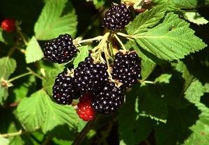 Blackberry - Rubus Fruticosus - dried leaves and fruit