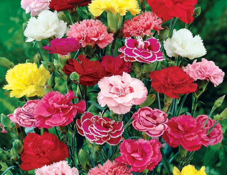 Fresh and cut carnations