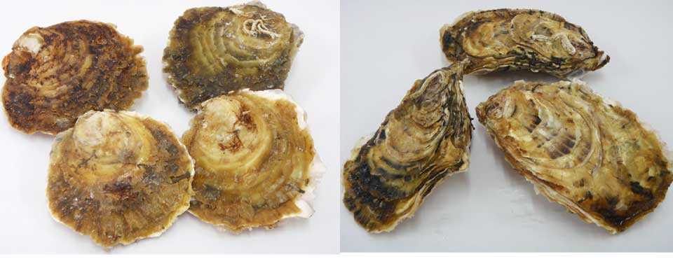 Oyster / Oyster