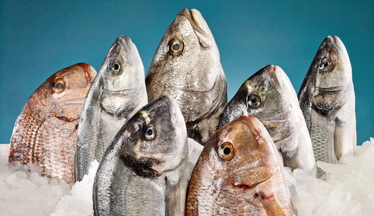 Taze ciftlik deniz baliklari