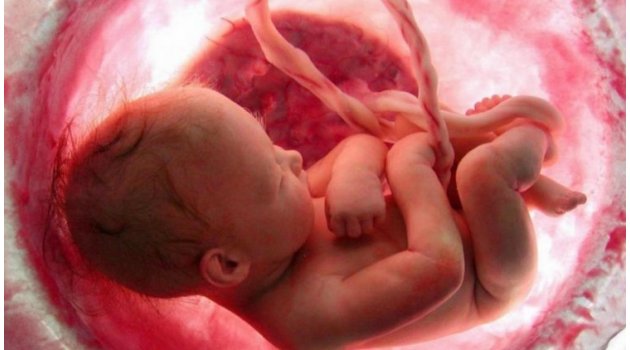 gobek kordonu kan kurecikleri