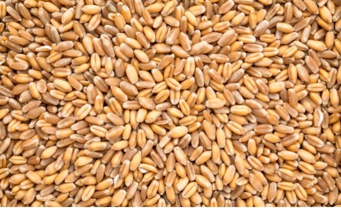 Wheat India 11.5% Protein  £256 €300 Ton