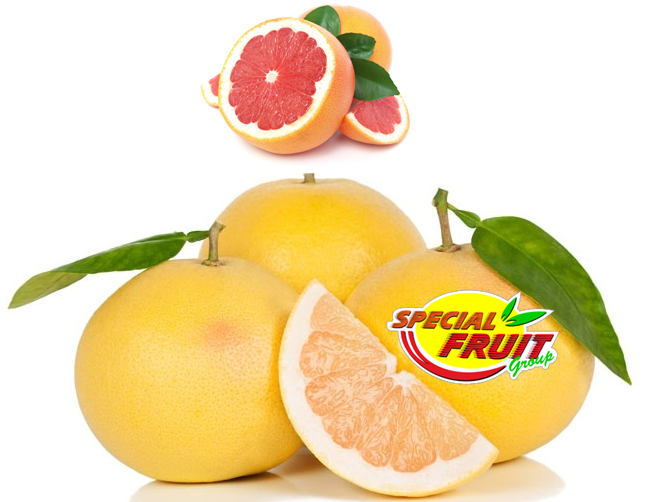 GRAPEFRUIT - GRAPEFRUIT