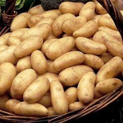 Potatoes 20 KG